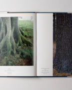 Wall: Andy Goldsworthy